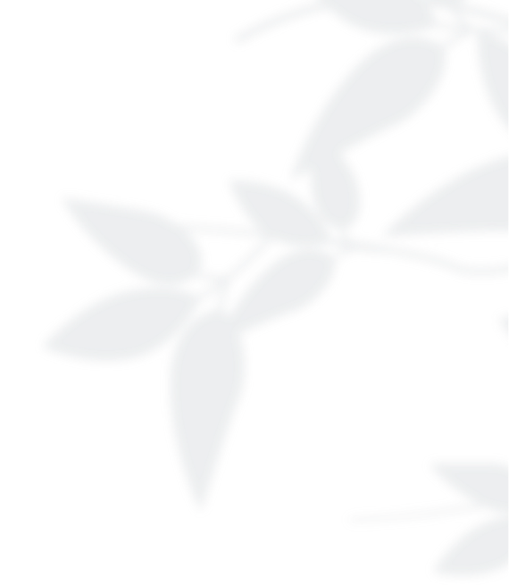 A light, blurred silhouette of leaves and branches against a pale, white background evokes a serene, minimalistic botanical pattern—perfect for creating a calming atmosphere in a retirement community.