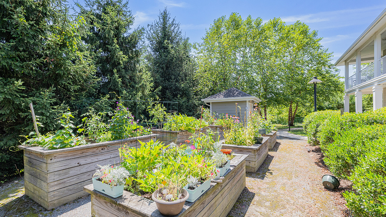 Raised wooden garden beds filled with various green plants and flowers sit beside a gravel path, with tall evergreen trees, a small shed, and a white house visible in the background on a sunny day.