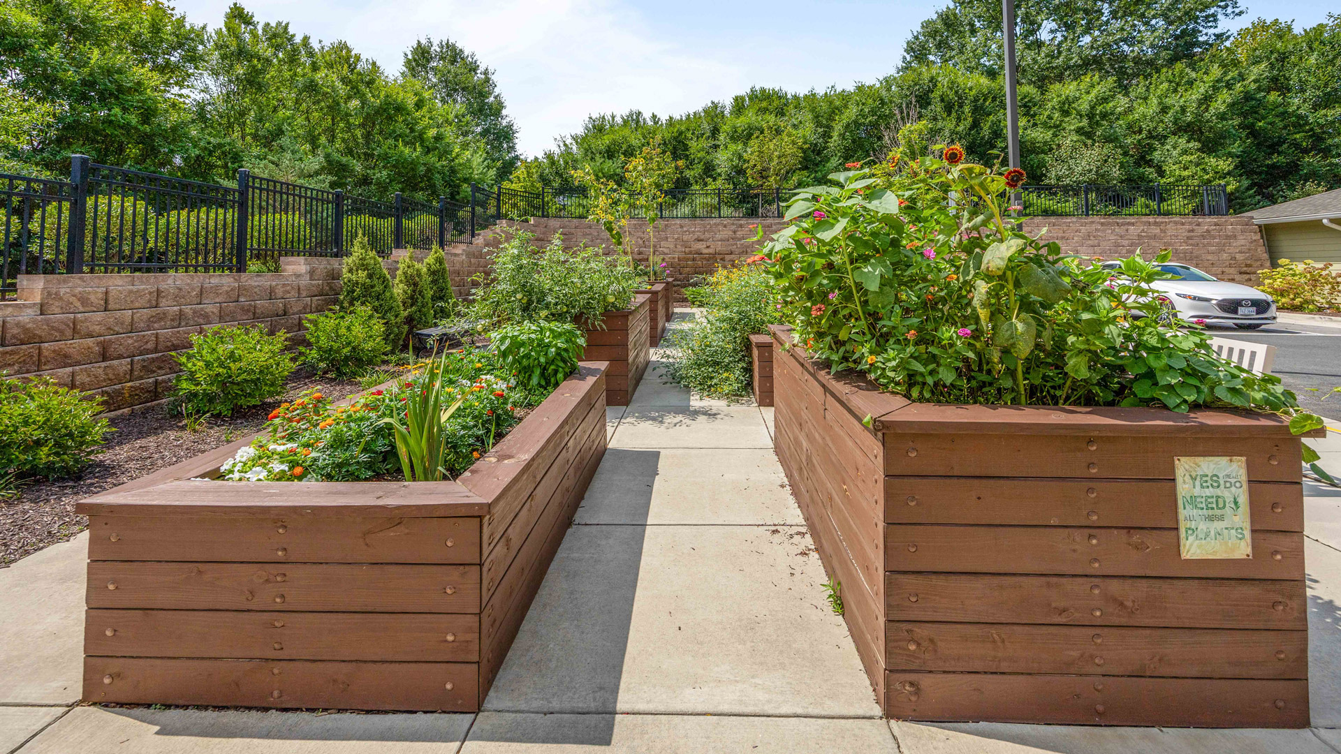 Three raised wooden garden beds filled with leafy green plants and flowers line a paved walkway, with a stone retaining wall and trees in the background.