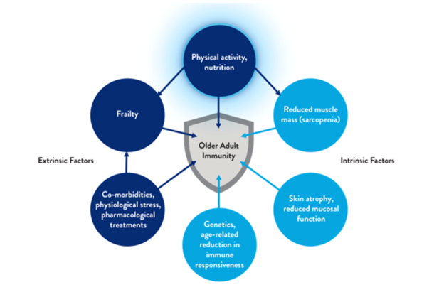 Importance of items for older adults infographic