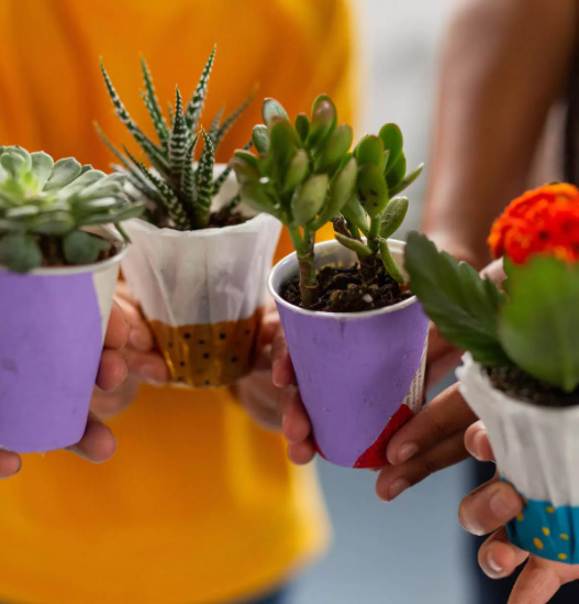 Small succulents in pots