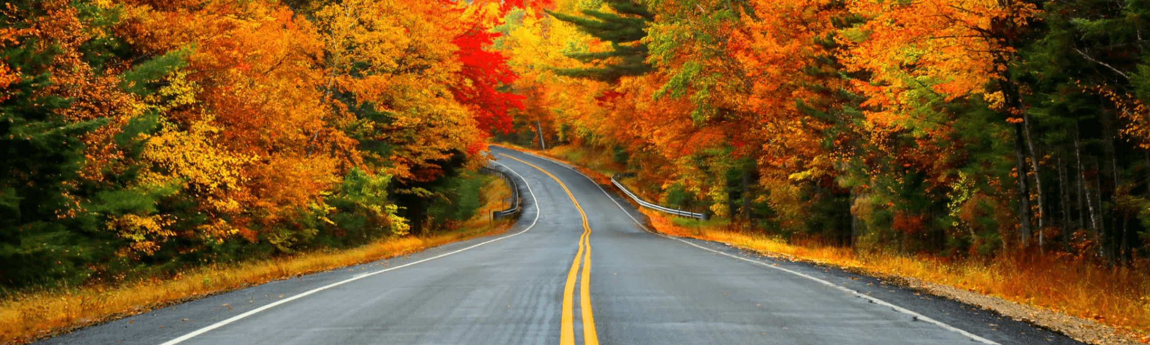 A scenic road winds through a forest ablaze with autumn colors. Vibrant red, orange, and yellow foliage lines both sides of the road under a clear sky, creating a picturesque and serene setting. The road's double yellow lines guide drivers through the captivating landscape.